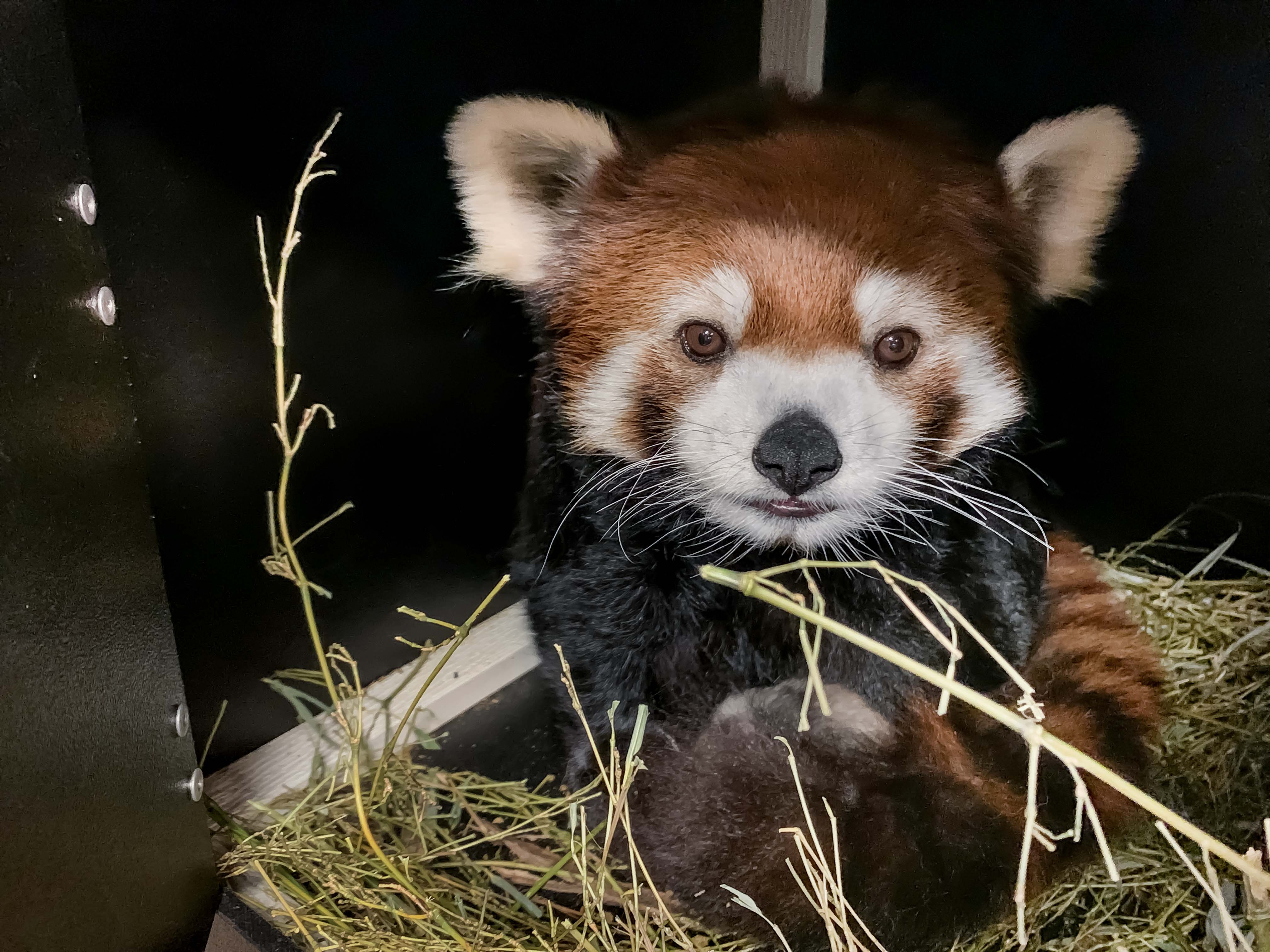 Photos: Milwaukee County Zoo welcomes baby red panda