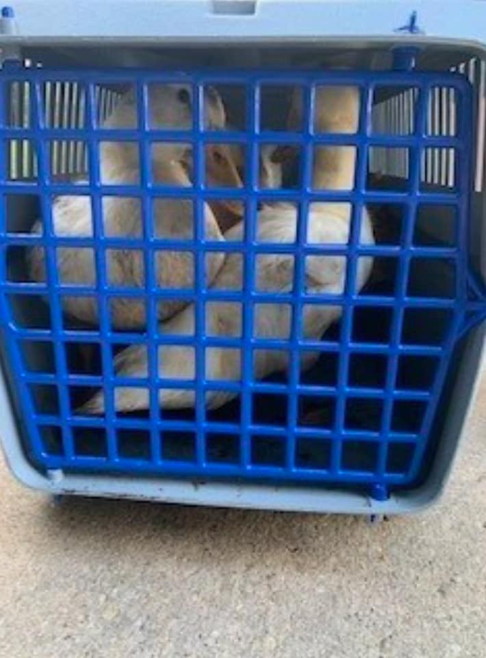 Photos: Dozens of animals and 300 fish rescued in Ohio