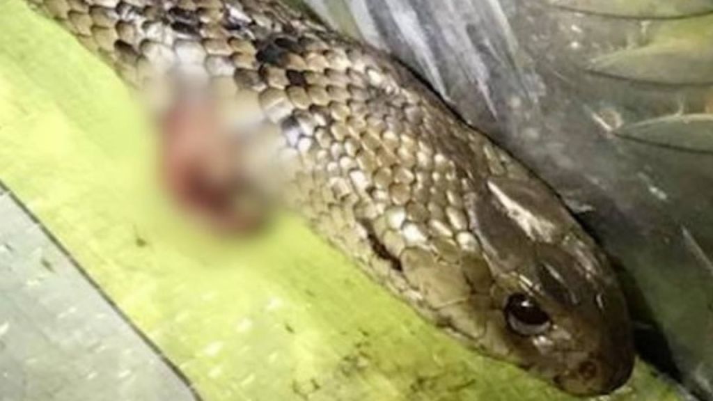 Australian man fights off deadly snake while driving, police say