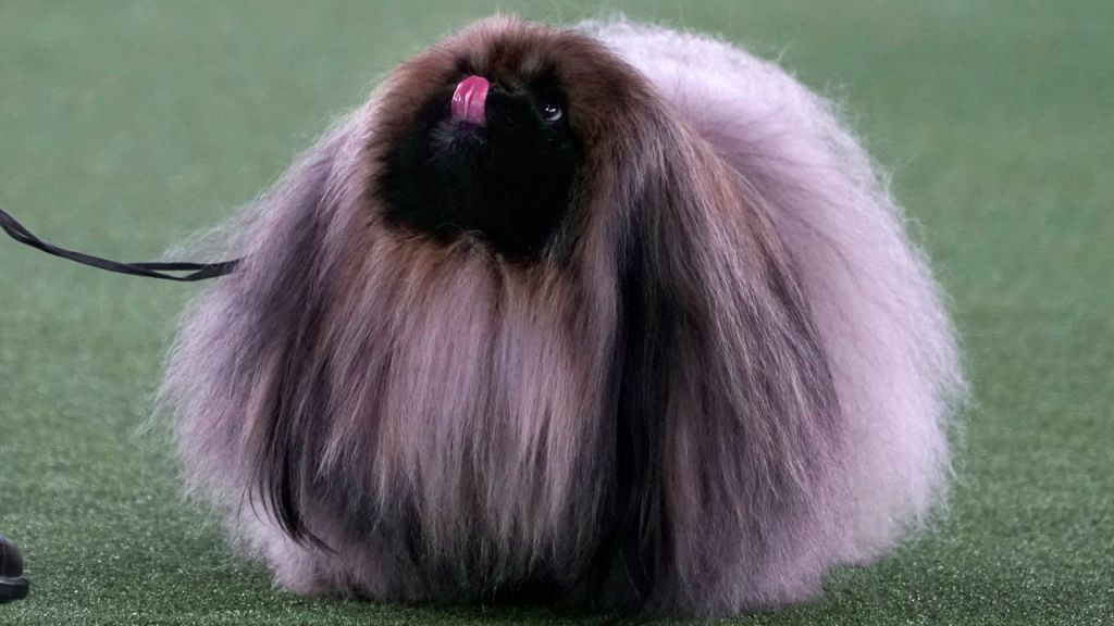 Photos: 2021 Westminster Dog Show
