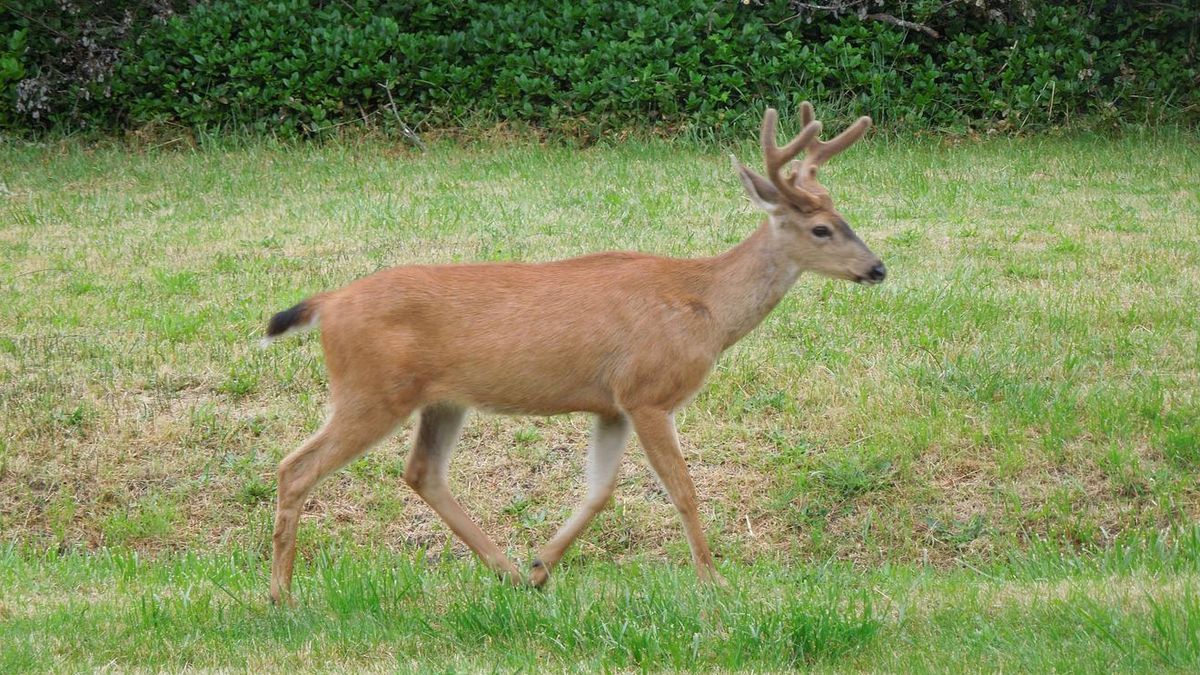 Deer abuse video that went viral ends in court