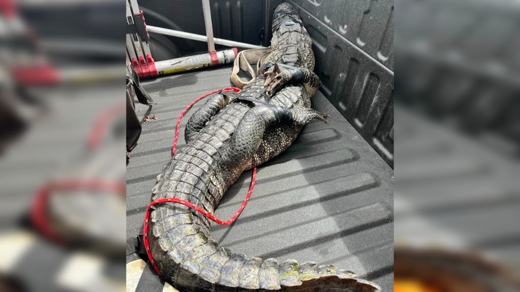 Deputies wrangle alligator ‘loitering’ at Florida Wendy’s