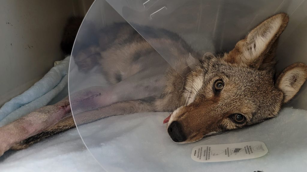 Coyote recovering from surgery