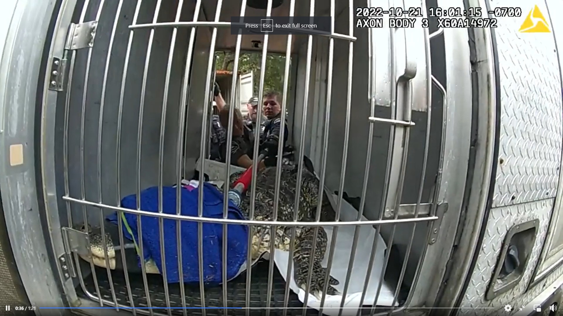 Alligator removed from shipping container in Washington State