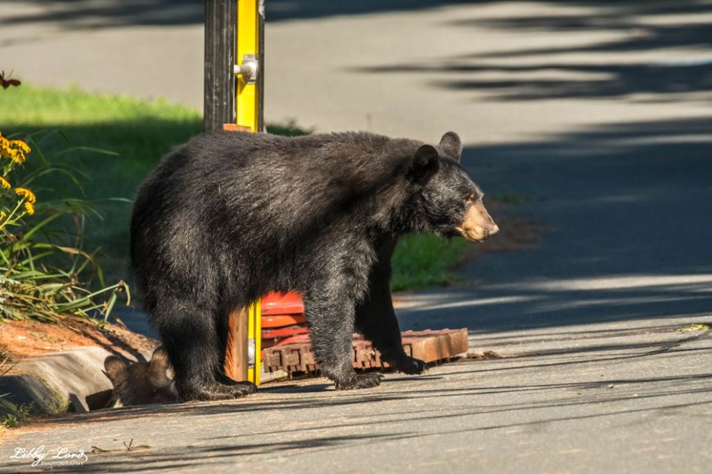 Photos: Mother bear and cubs rescued from Connecticut storm drain