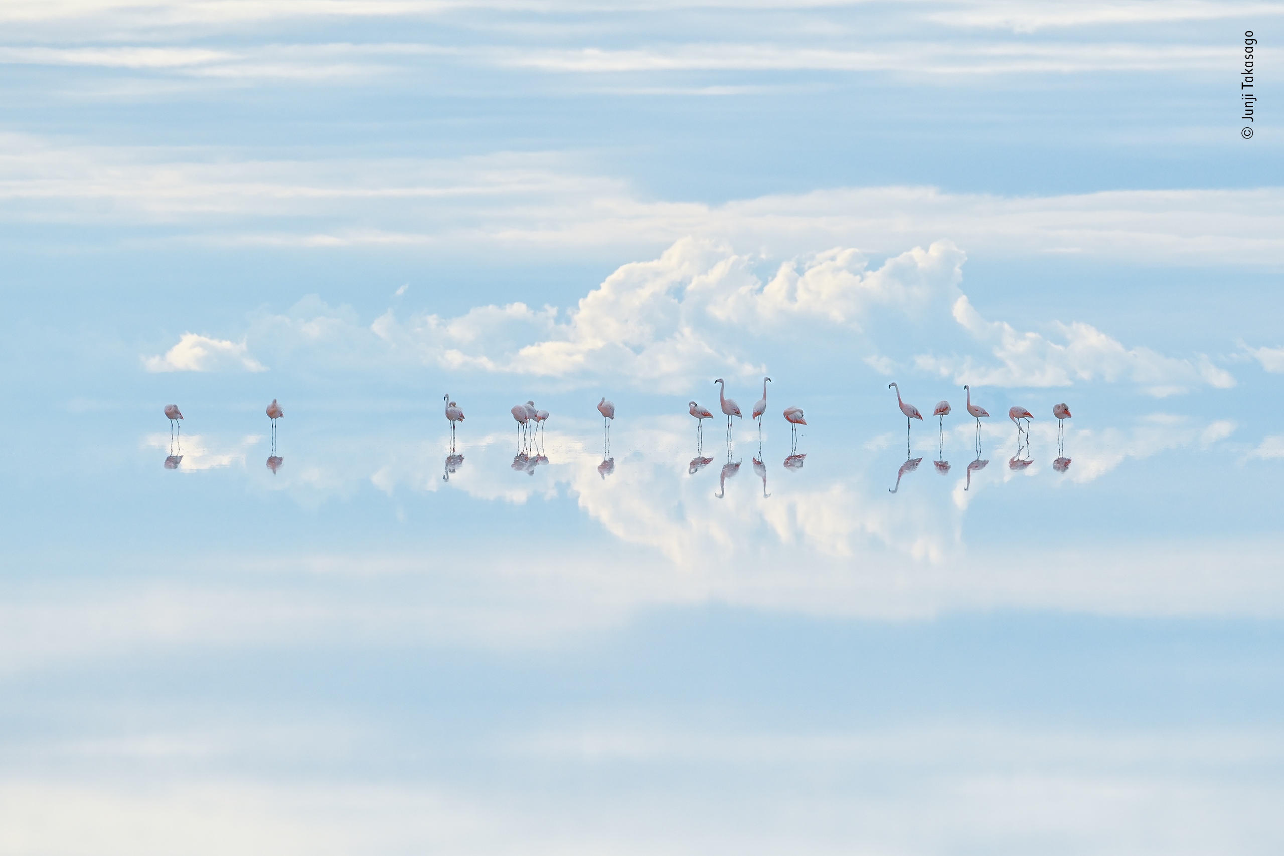 Wildlife Photographer of the Year 2022 entries