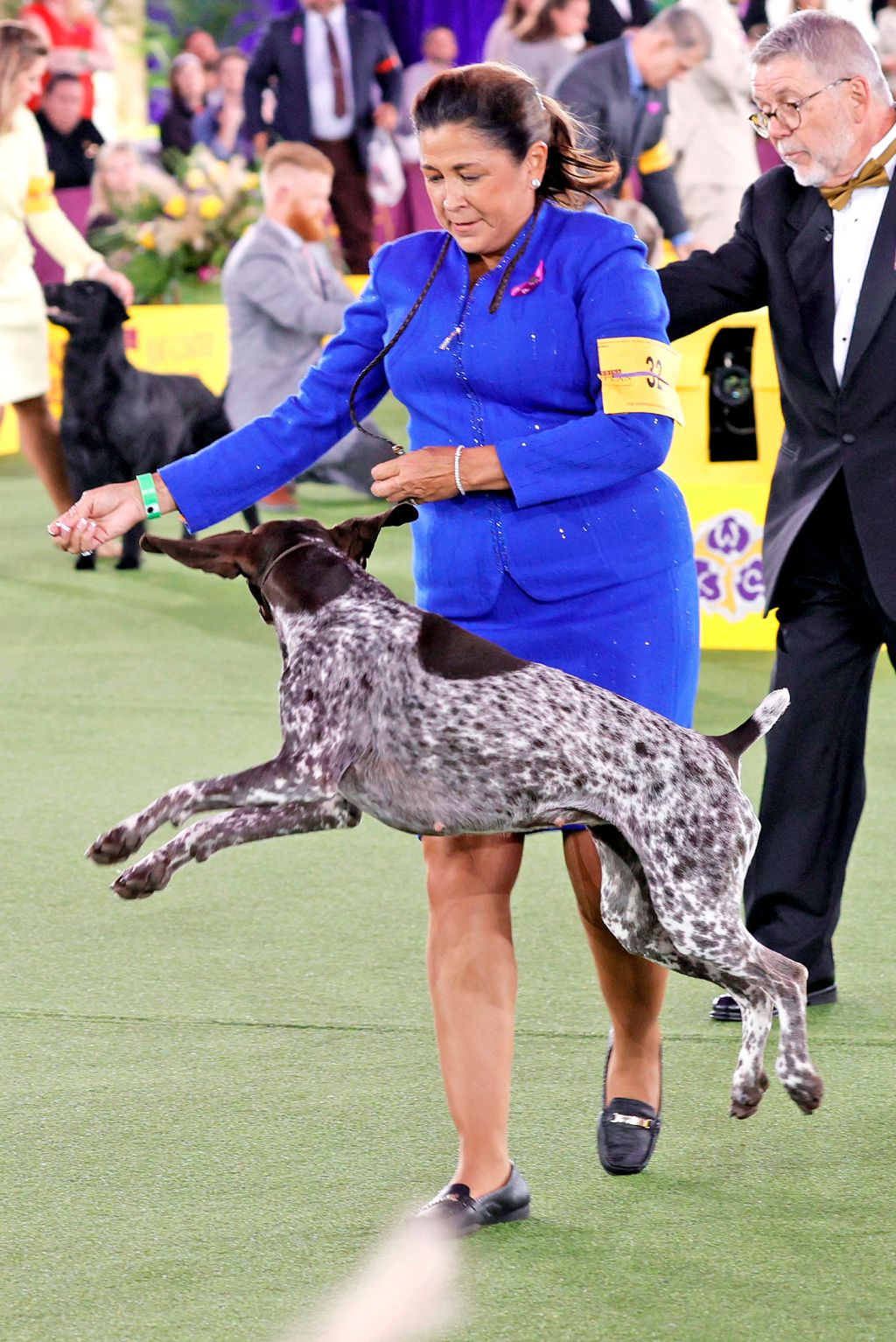 Photos: 2021 Westminster Dog Show