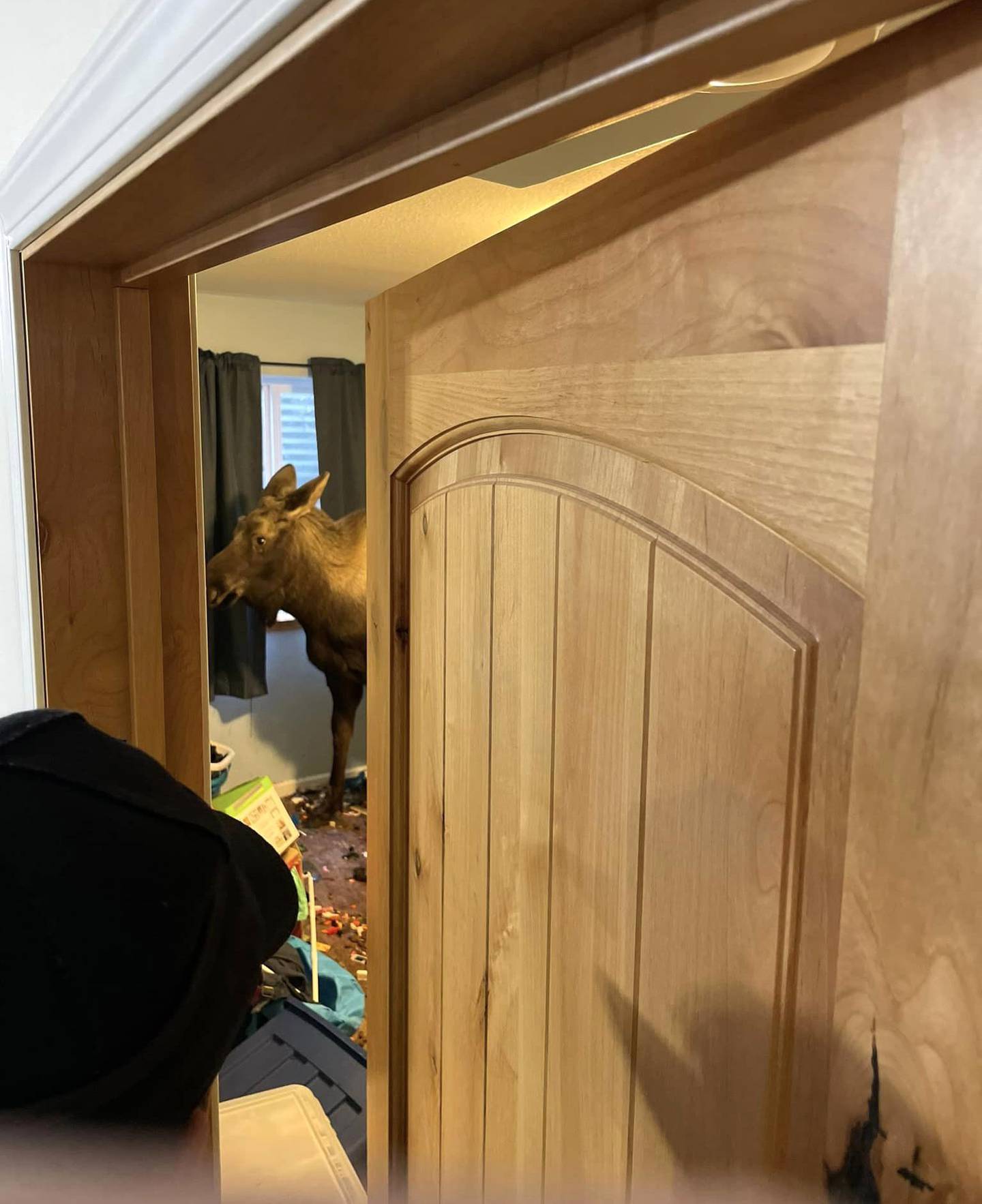 Moose rescued from Alaskan basement