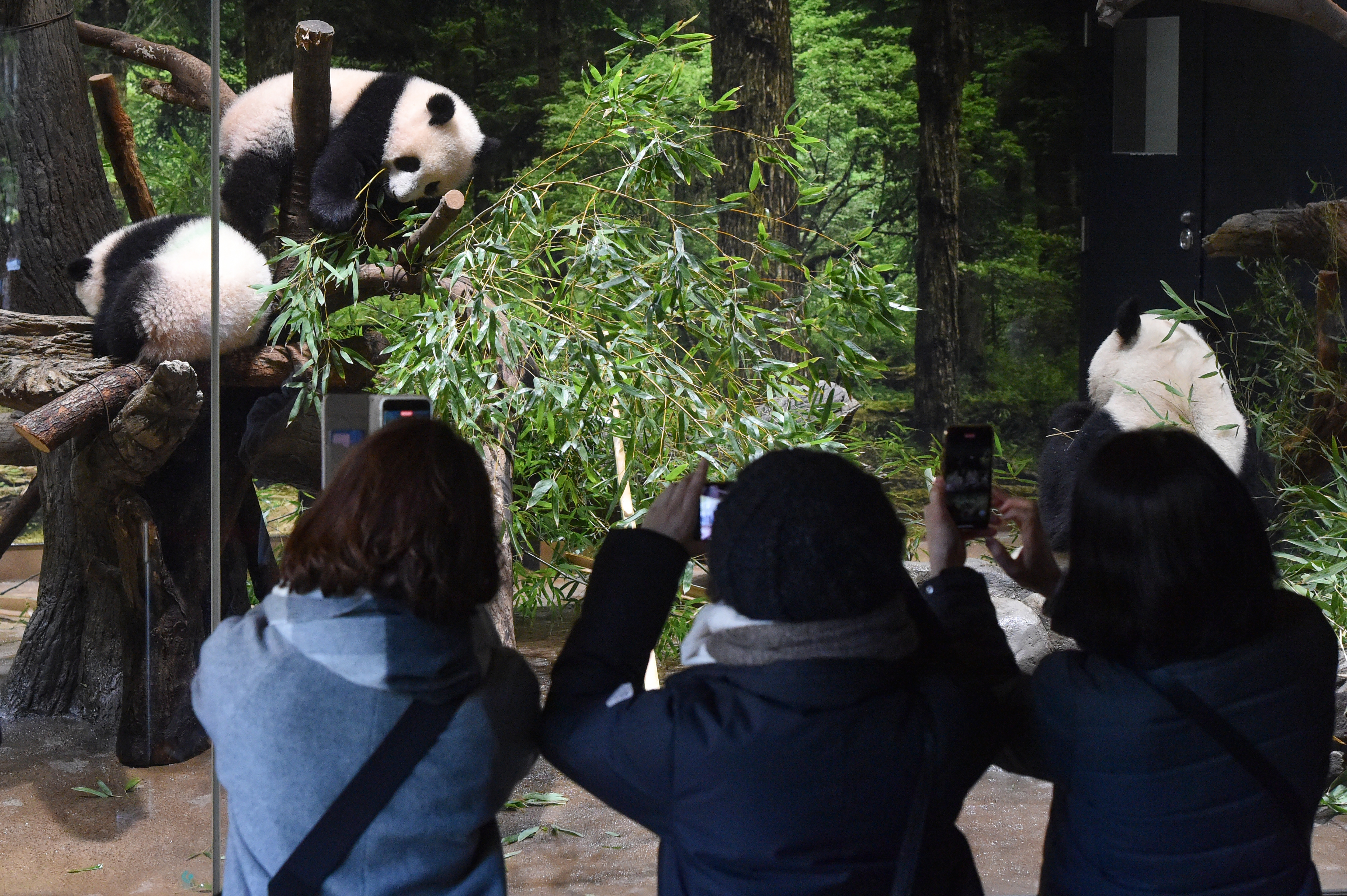 Visitors get their first glimpse of twin pandas in Japan
