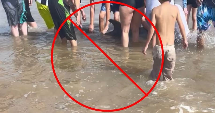Sick dolphin dies after Texas beachgoers try to ride it
