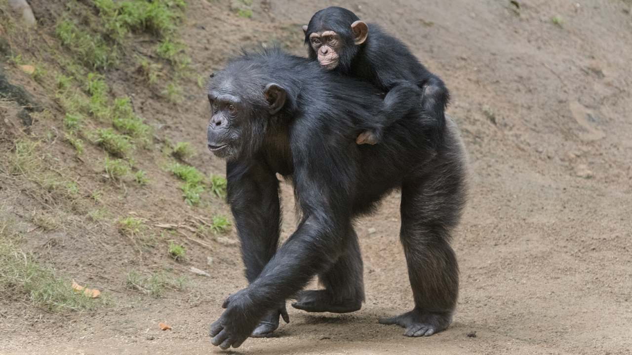 WATCH: Maryland Zoo's baby chimpanzee laughs for first time in viral video