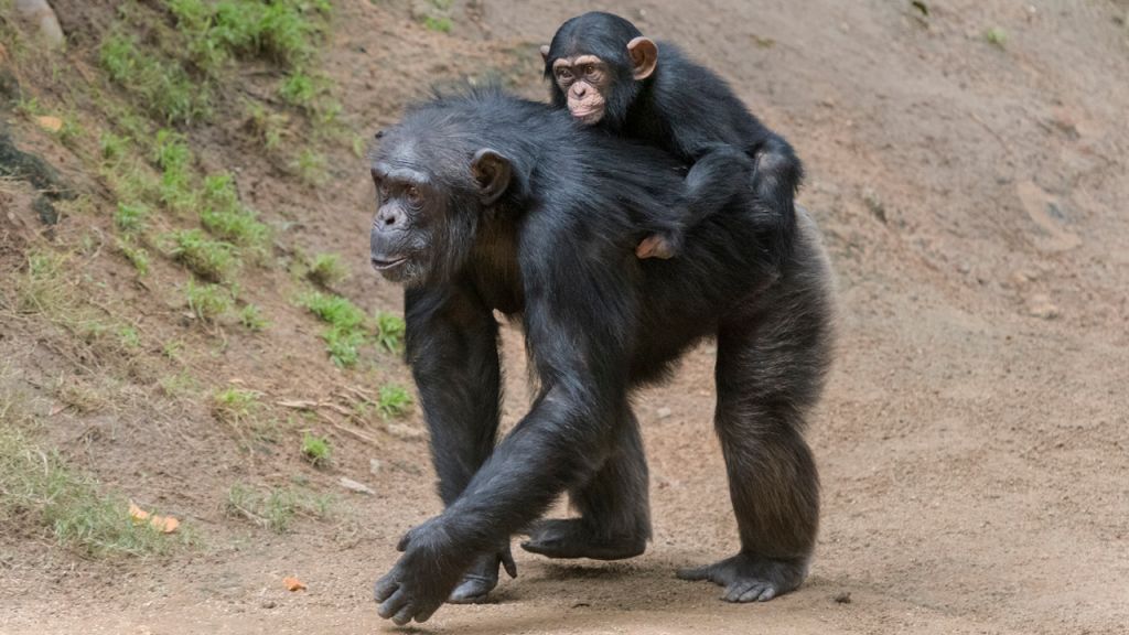 WATCH: Maryland Zoo's baby chimpanzee laughs for first time in viral video