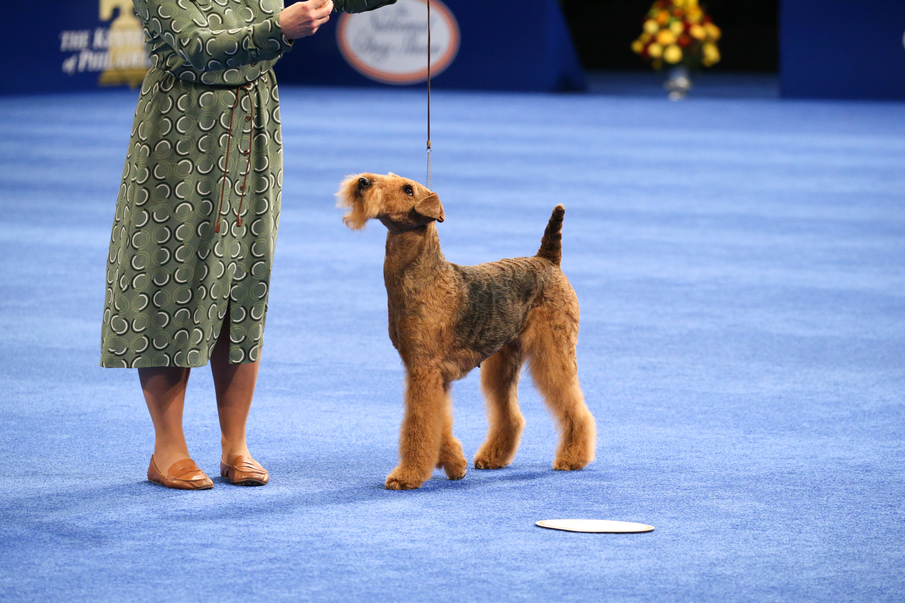 Photos: National Dog Show 2020