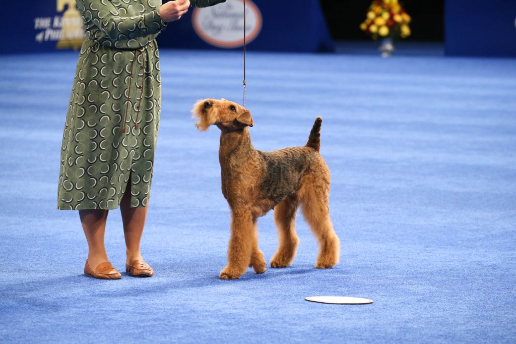 Photos: National Dog Show 2020
