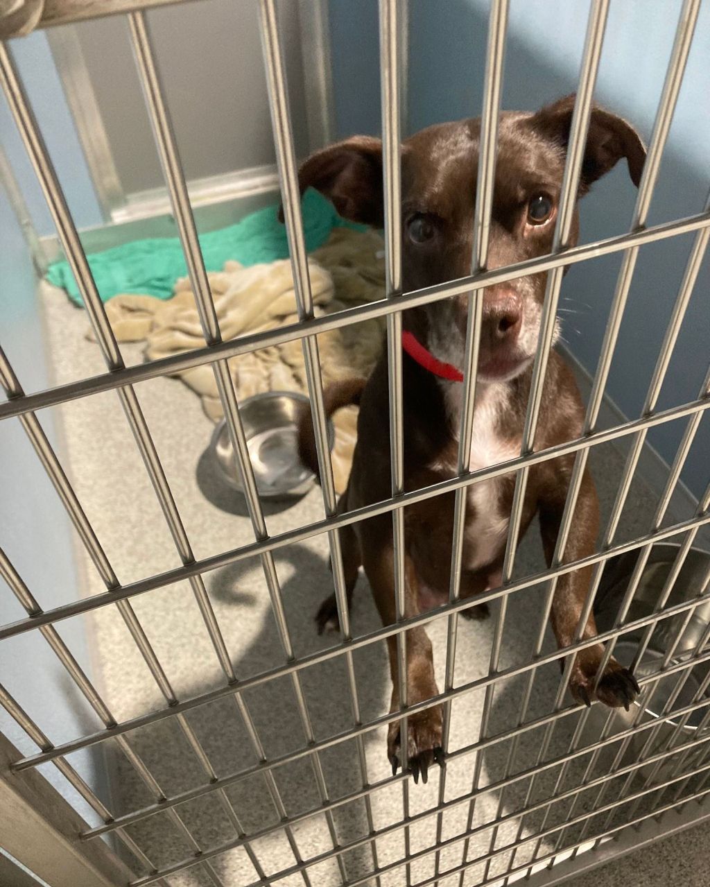 Litter of puppies found zipped inside of suitcase