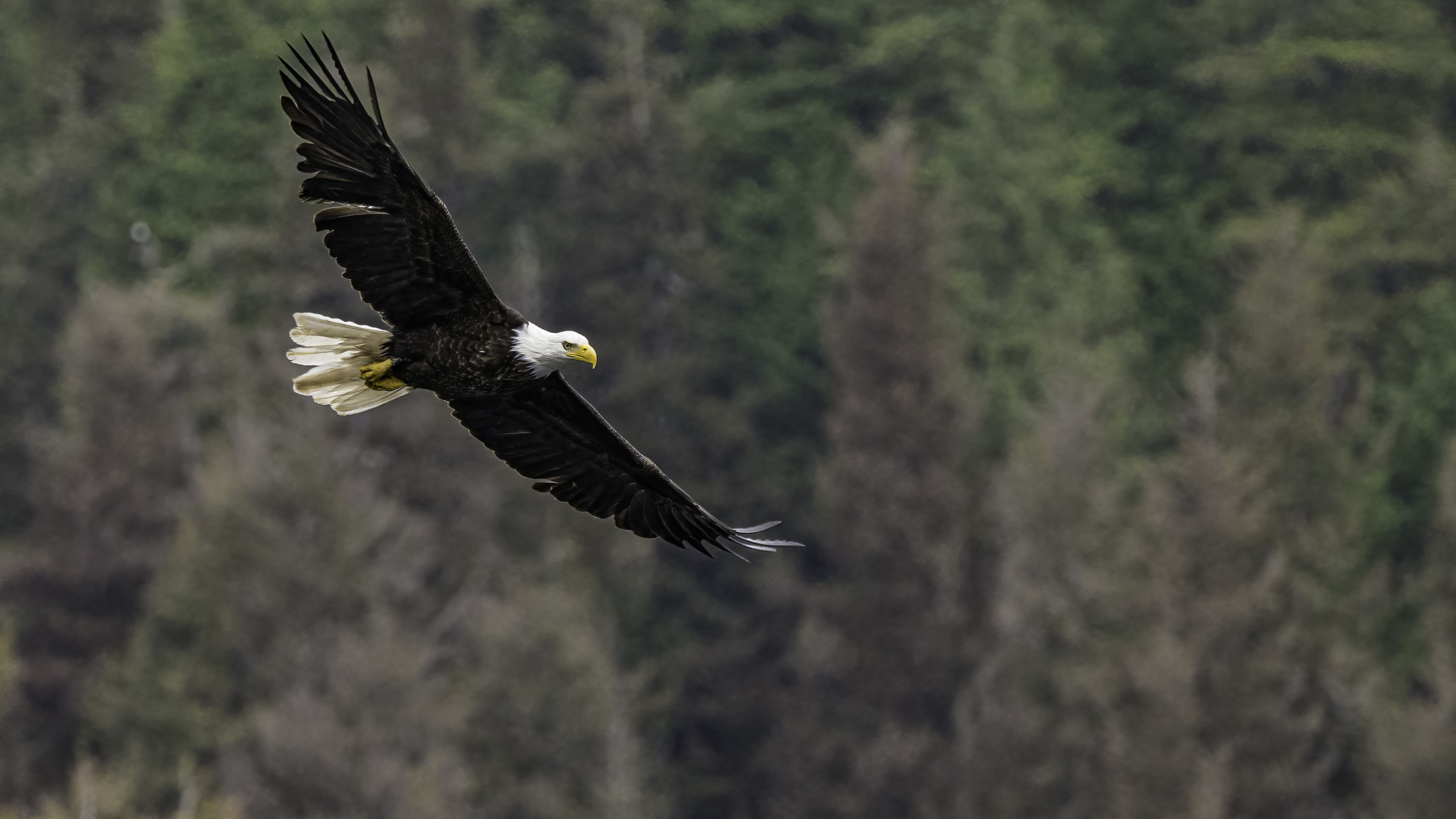 Two men charged with killing bald eagle