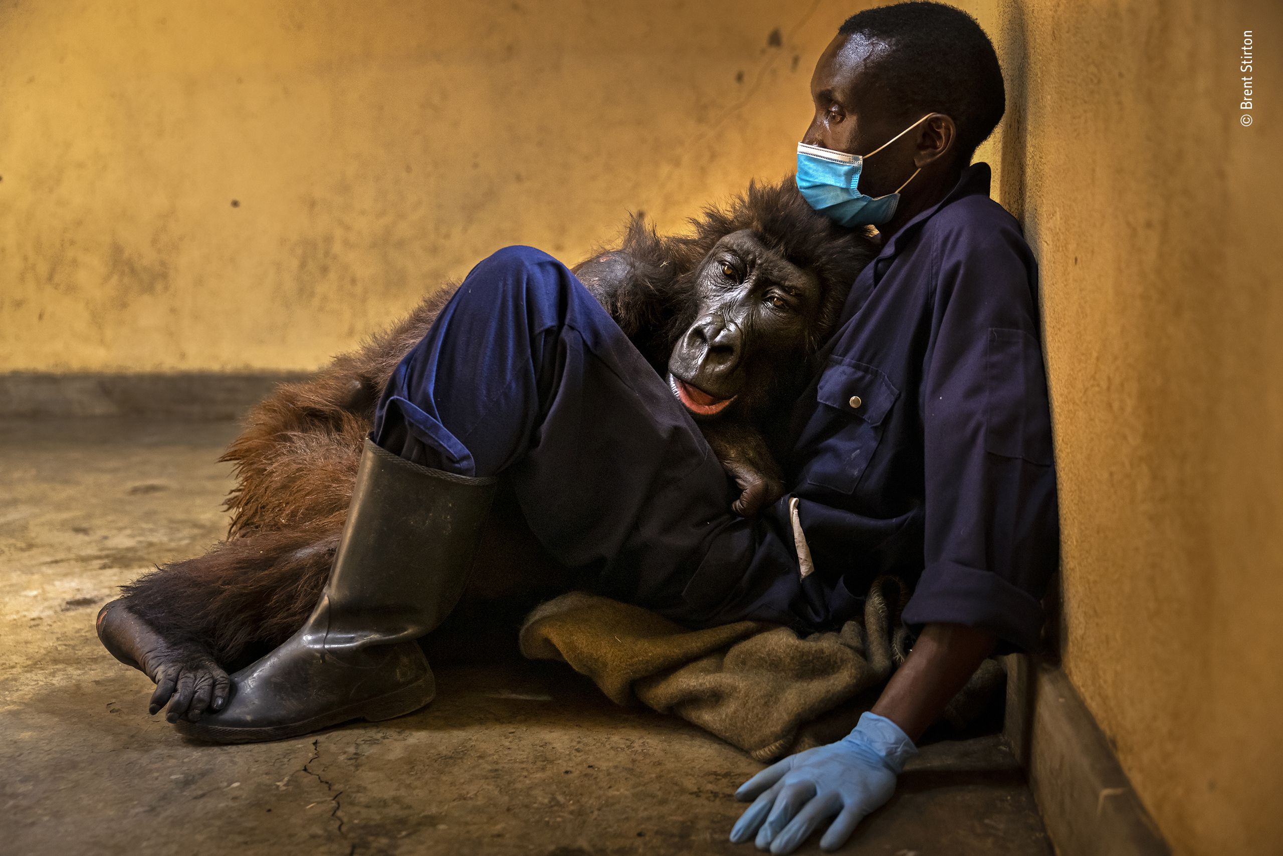 Wildlife Photographer of the Year 2022 entries