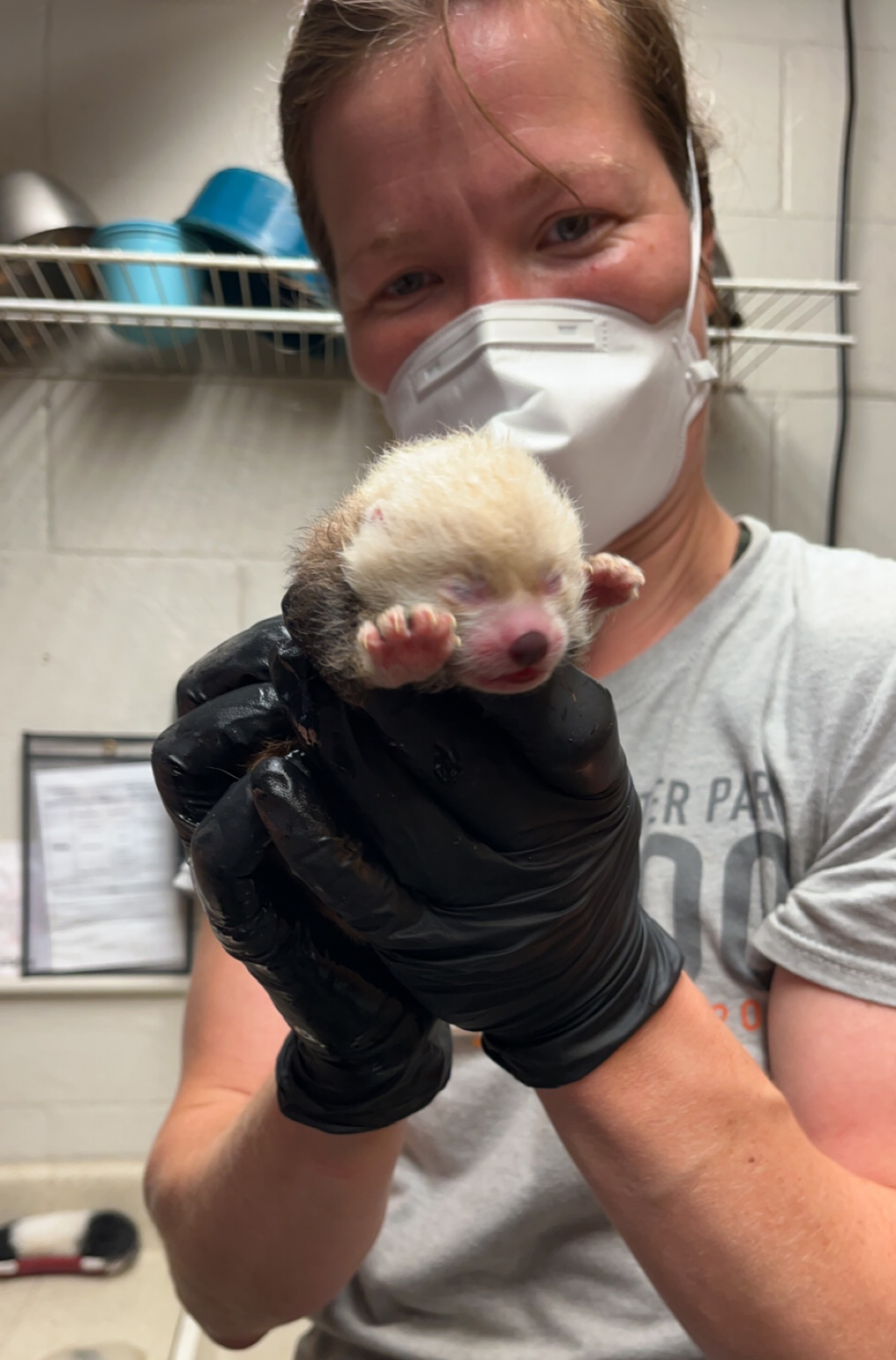 Michigan zoo welcomes red panda cub