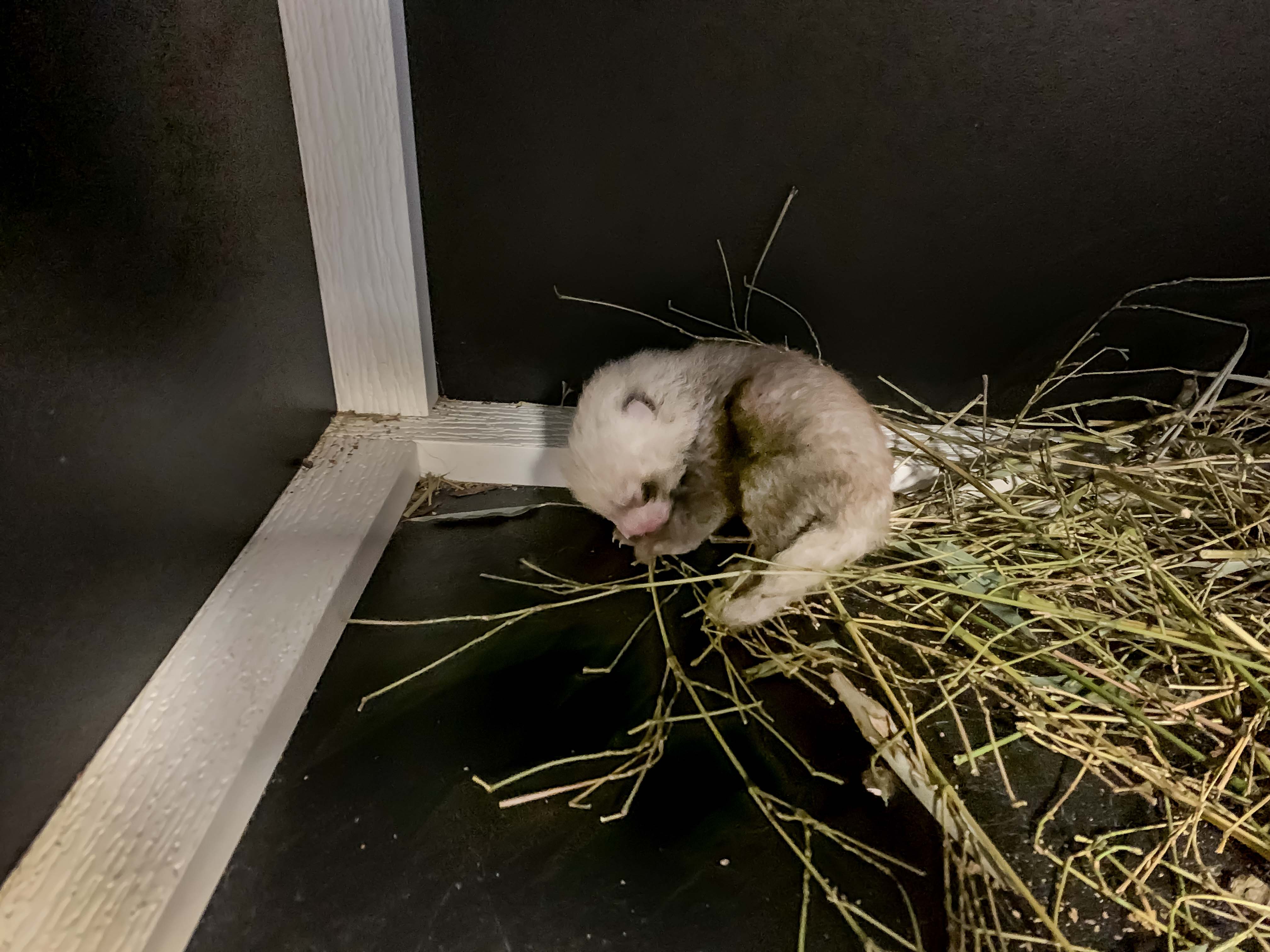 Photos: Milwaukee County Zoo welcomes baby red panda