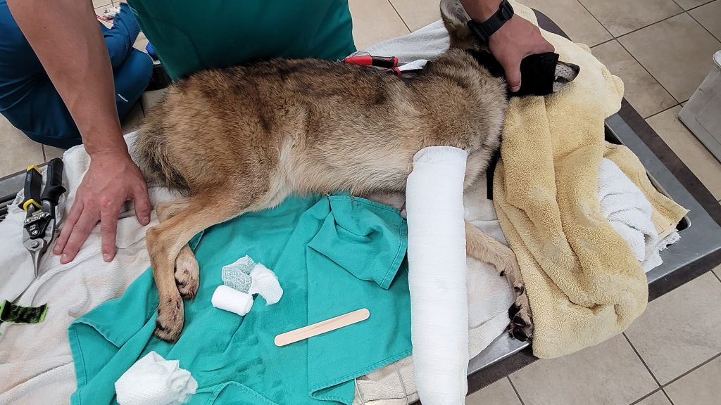 Coyote rescued from car grille
