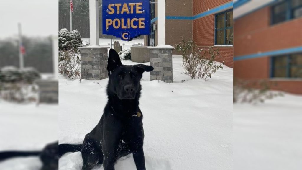 Connecticut man accused of putting K9 in headlock during arrest, police say