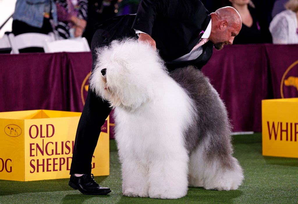 Photos: 2021 Westminster Dog Show