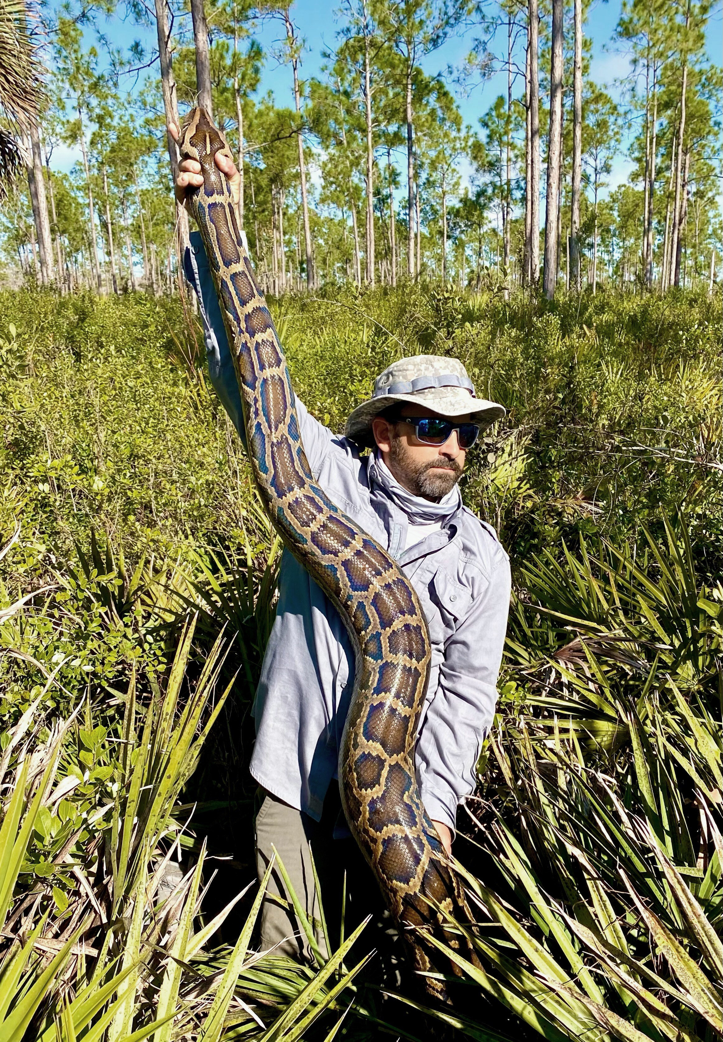 Biologists in Florida capture record-breaking 215-pound, 18-foot-long python
