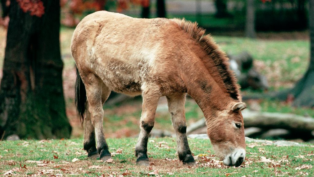 Endangered Przewalski's horse born at Texas zoo