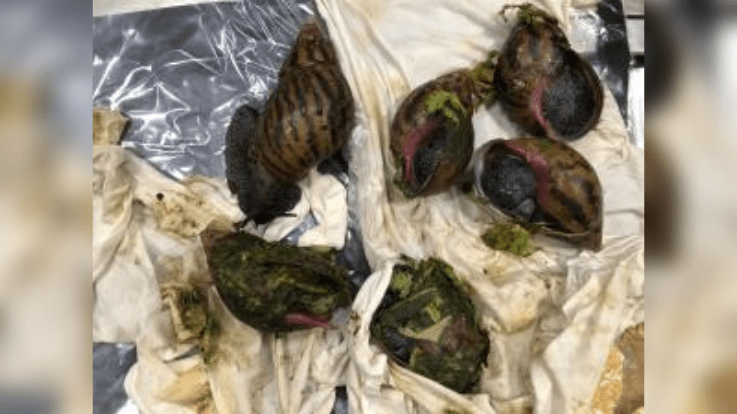Officials find 6 Giant African Snails in luggage at Michigan airport