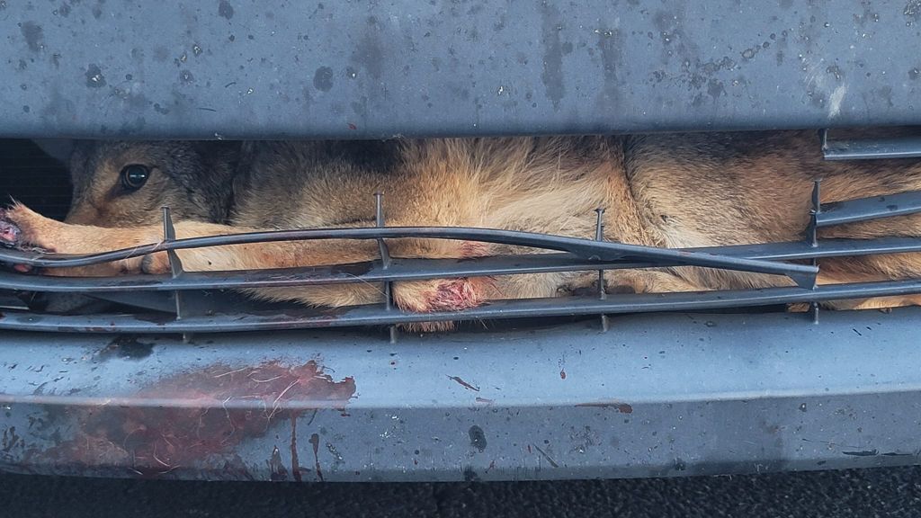 Coyote trapped in car grille