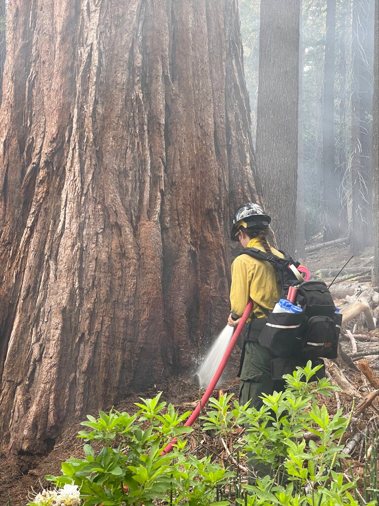 Wildfire imperils giant sequoias