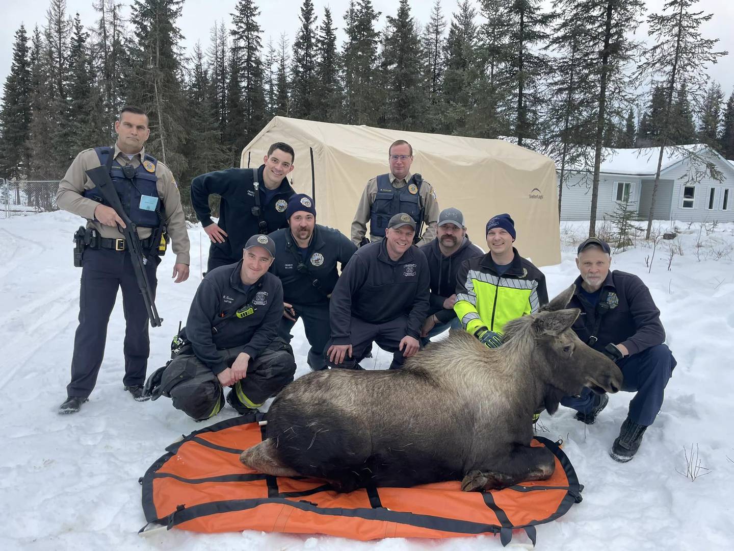 Moose rescued from Alaskan basement