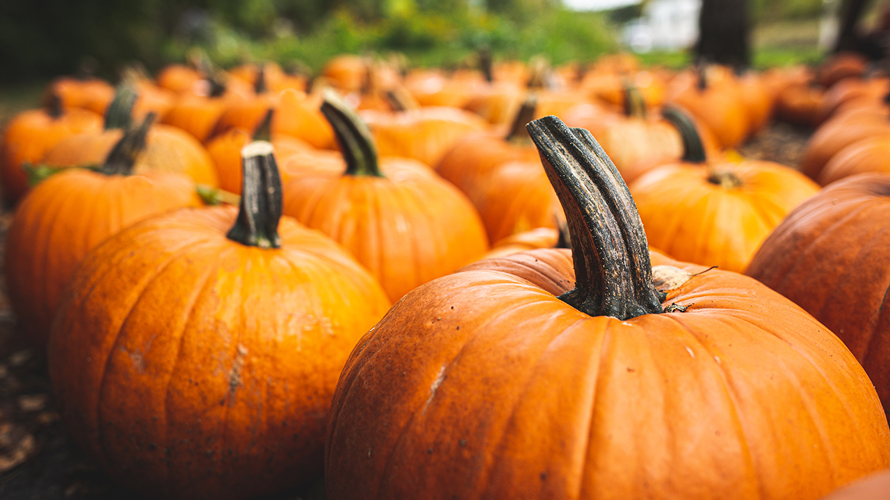 Alaska farmer's 2,147-pound pumpkin breaks state record, squashing competition at fair
