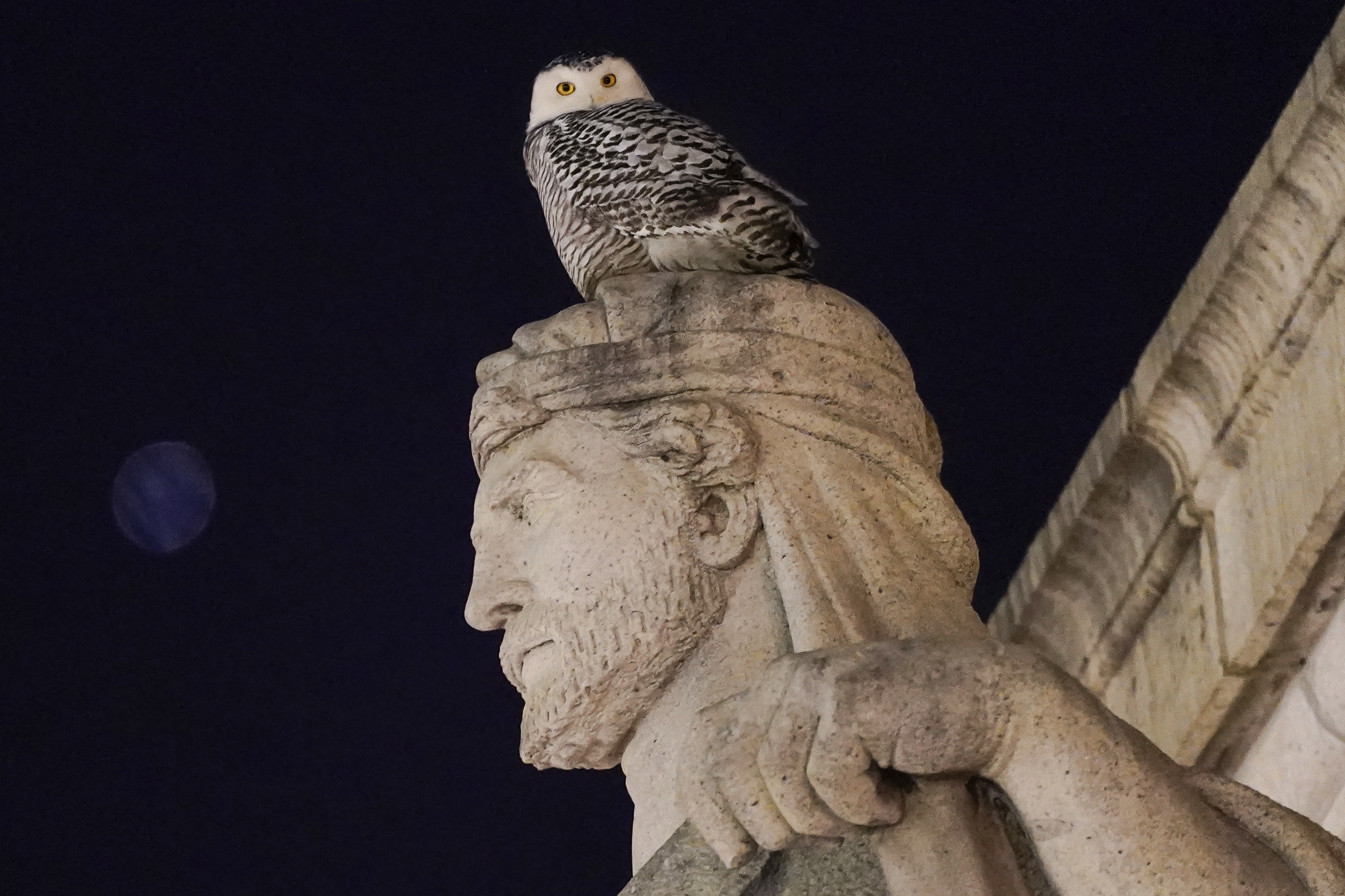 Photos: Rare snowy owl visits D.C. monuments
