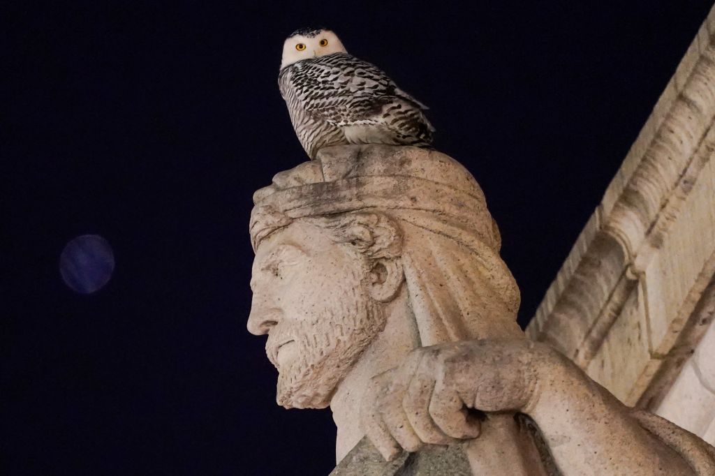 Photos: Rare snowy owl visits D.C. monuments