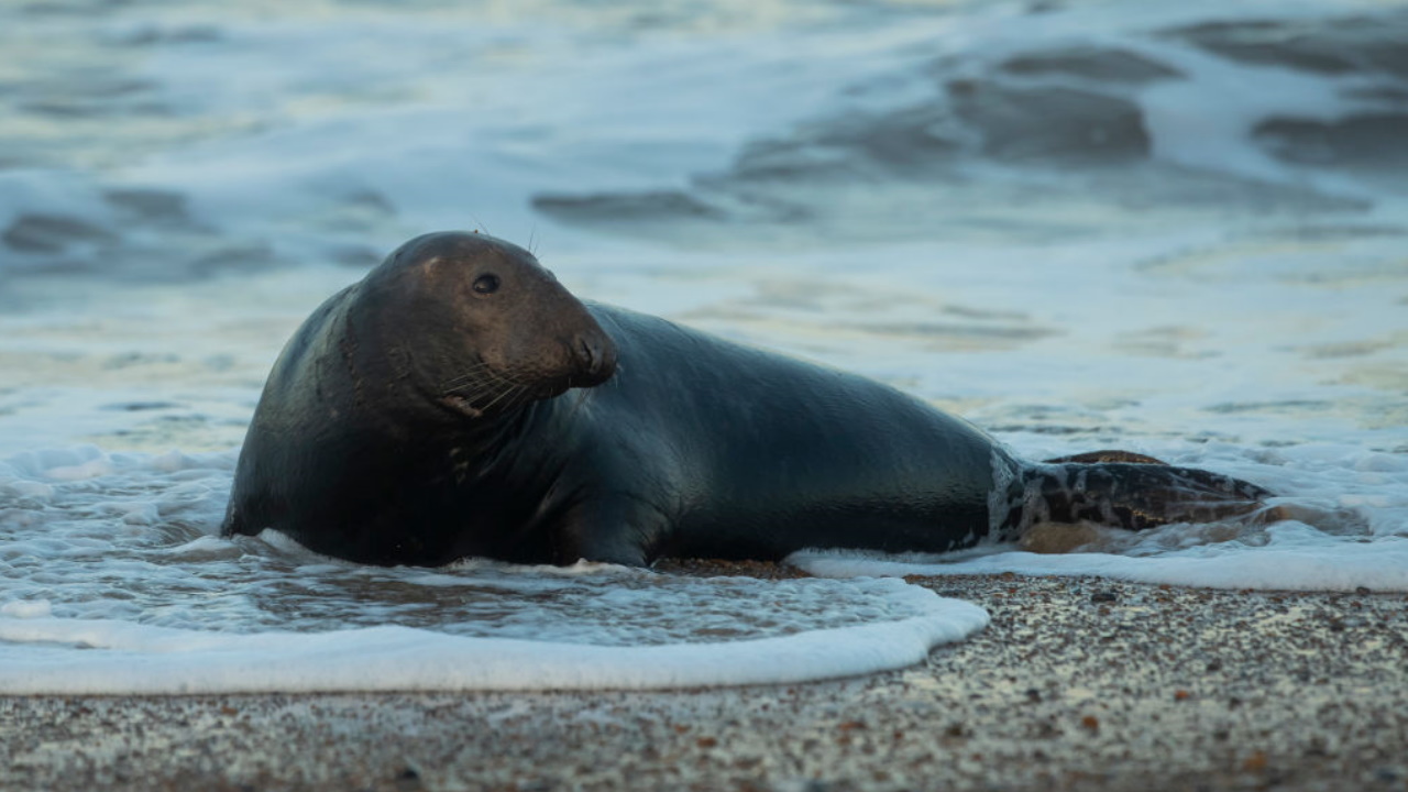 Seal of approval: Louisville Zoo announces contest winner to name baby pup