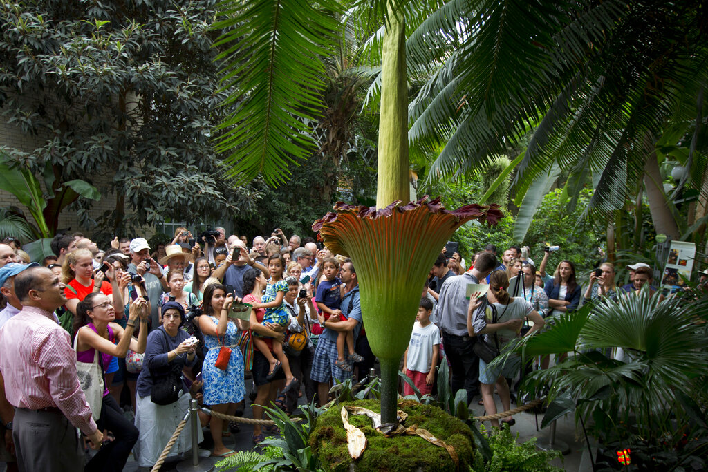 Rare 'corpse flower' blooming in California