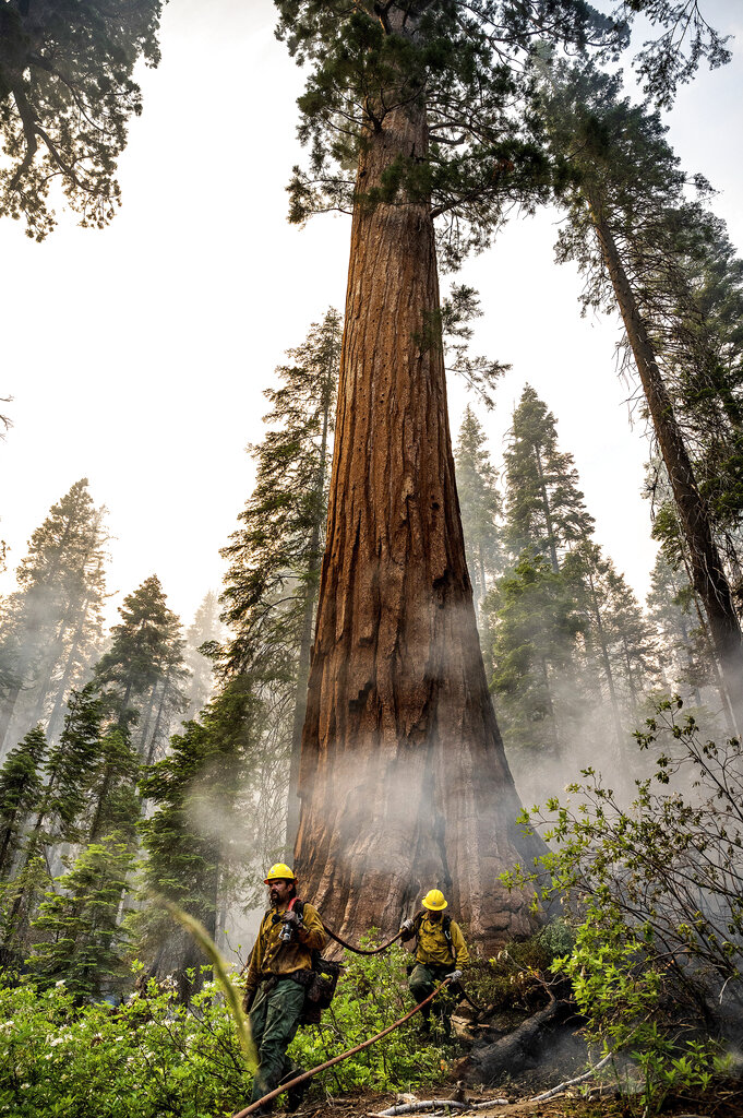 Wildfire imperils giant sequoias
