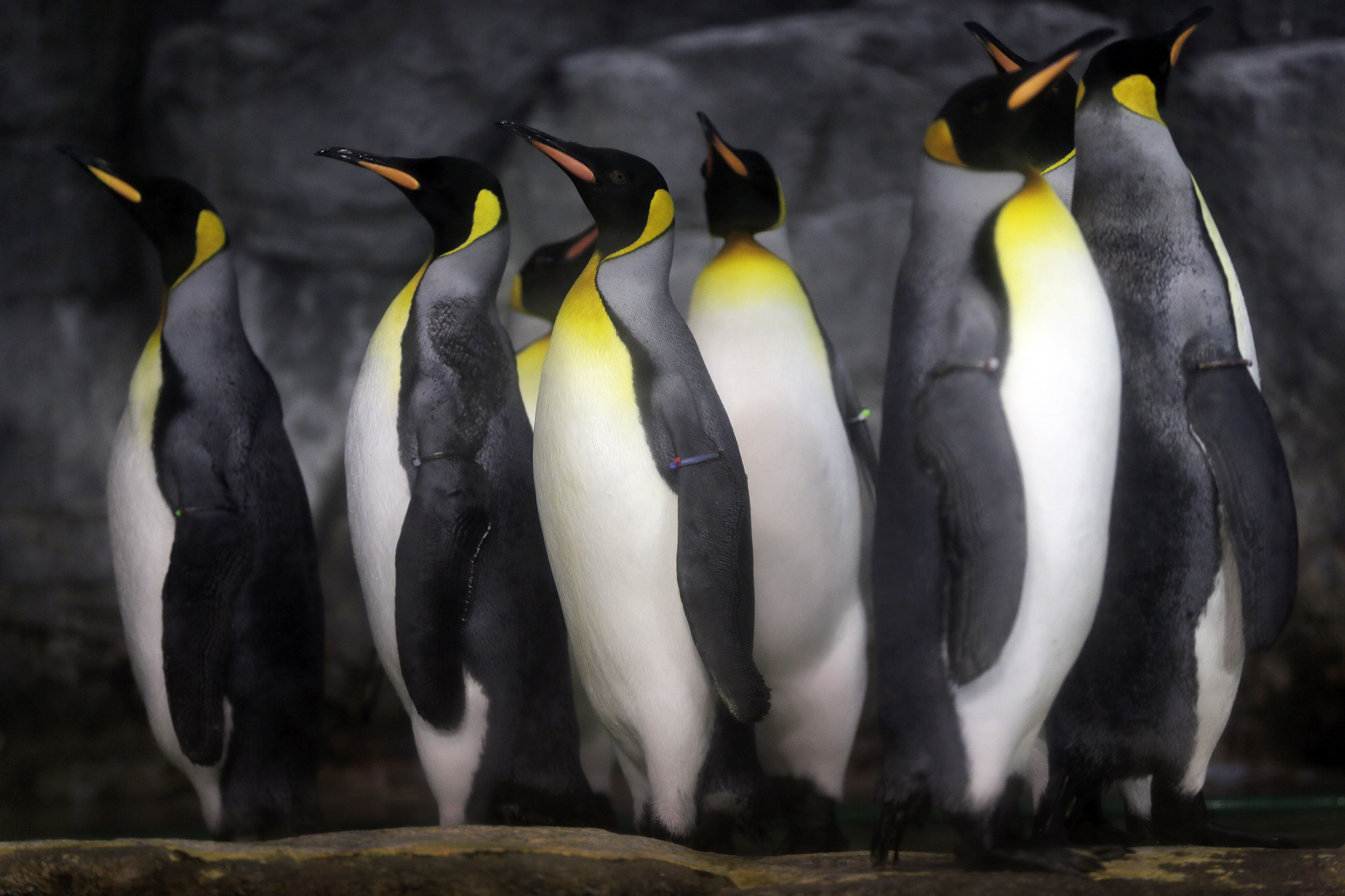 Photos: 10 adorable penguin pics in honor of World Penguin Day