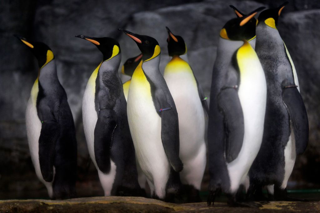 Photos: 10 adorable penguin pics in honor of World Penguin Day