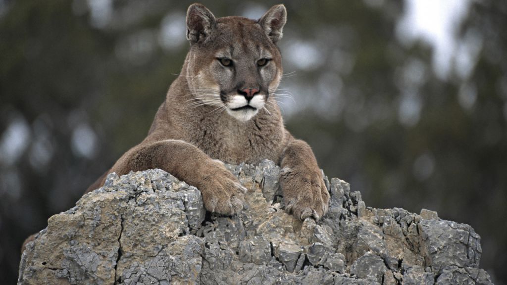 Utah dog protects family from mountain lion: 'She is our hero'