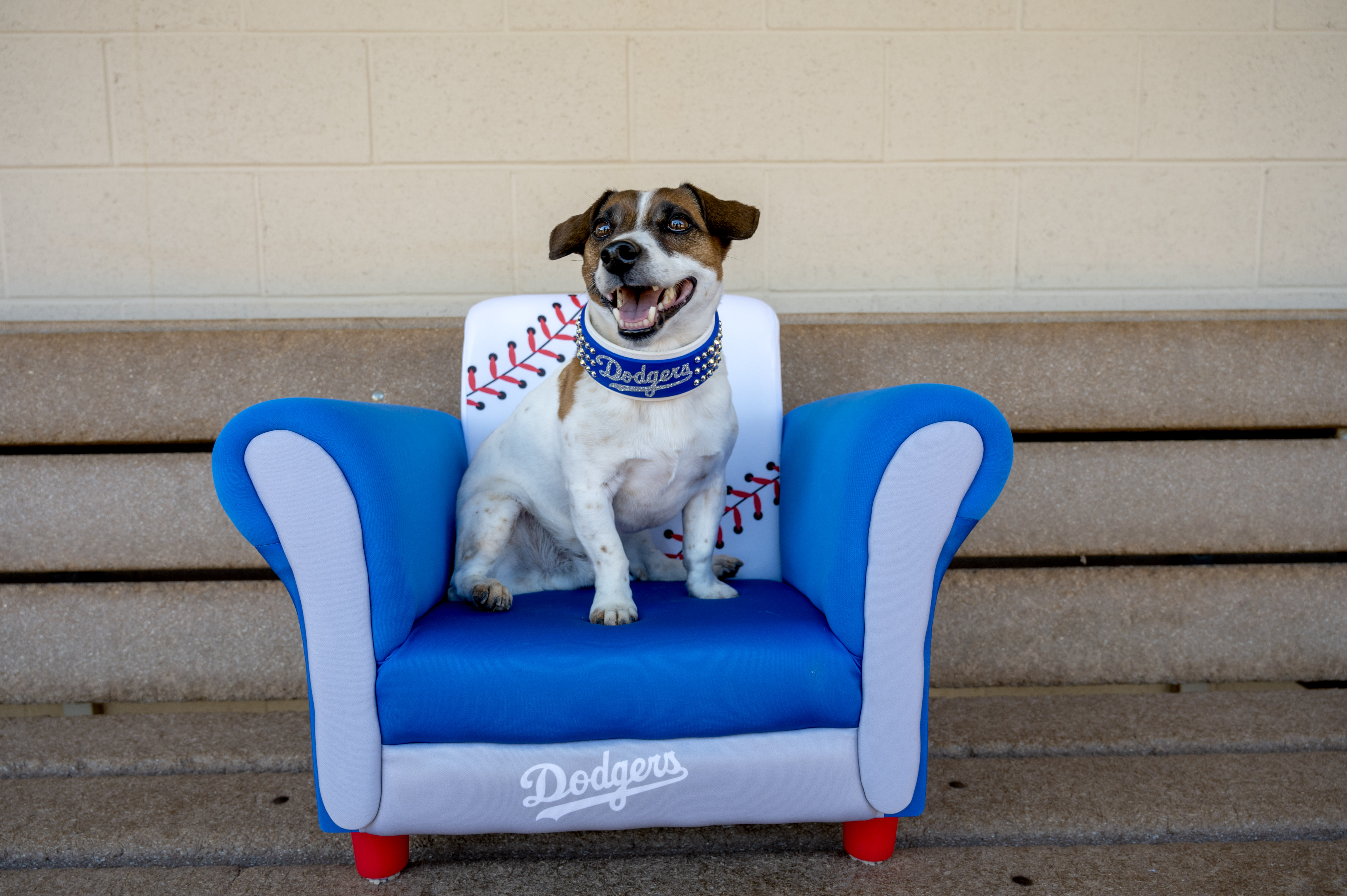 Photos: Russell terrier Macho declared fastest dog baserunner at Dodger Stadium