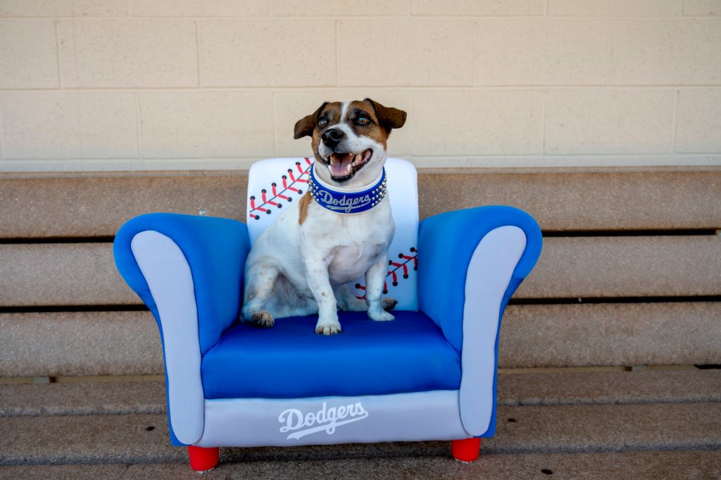 Photos: Russell terrier Macho declared fastest dog baserunner at Dodger Stadium