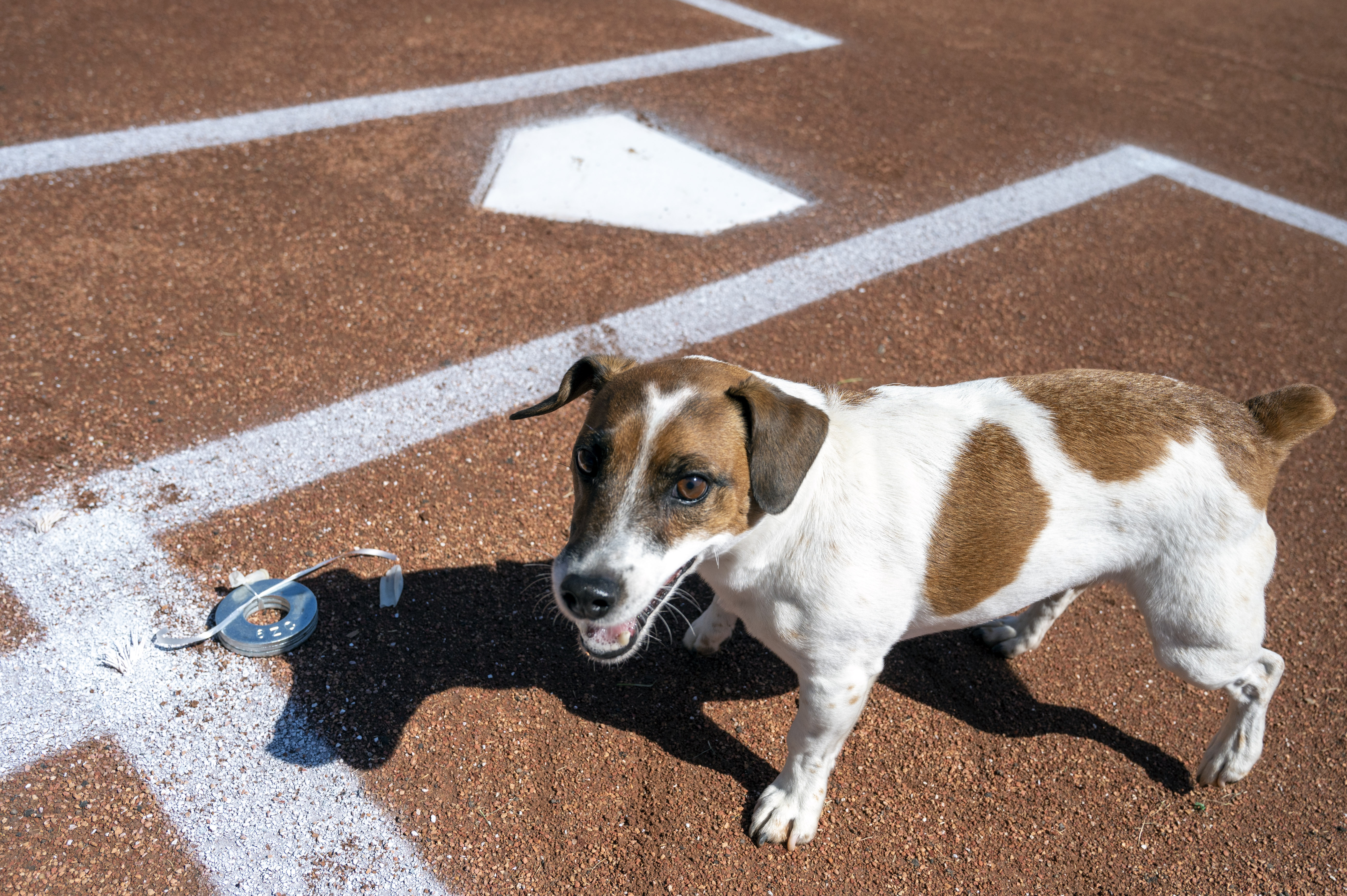 Photos: Russell terrier Macho declared fastest dog baserunner at Dodger Stadium