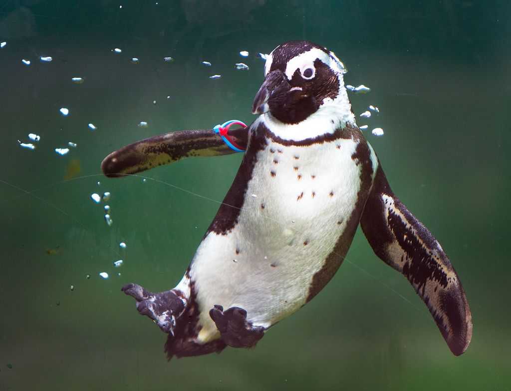 Photos: 10 adorable penguin pics in honor of World Penguin Day
