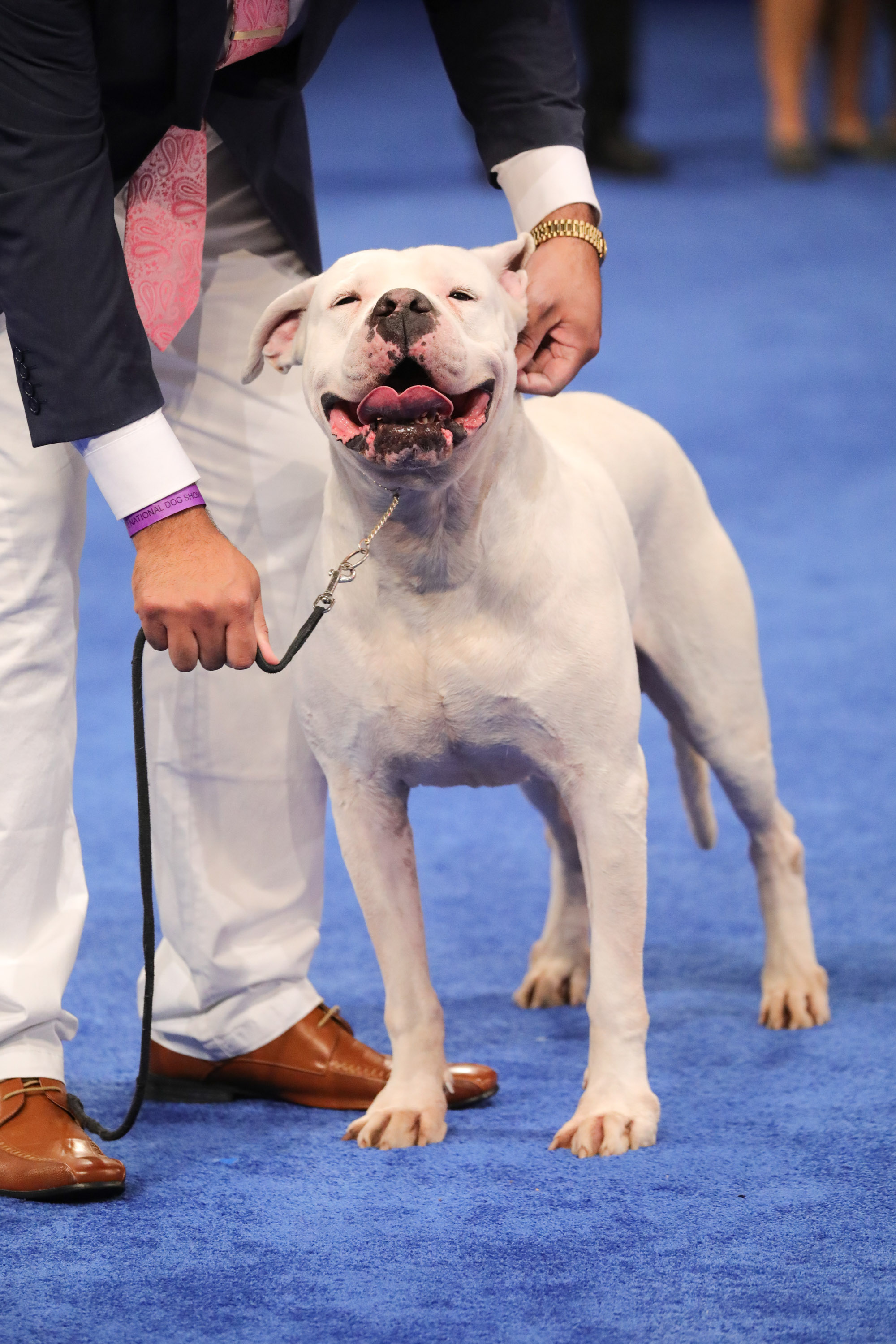 Photos: National Dog Show 2020