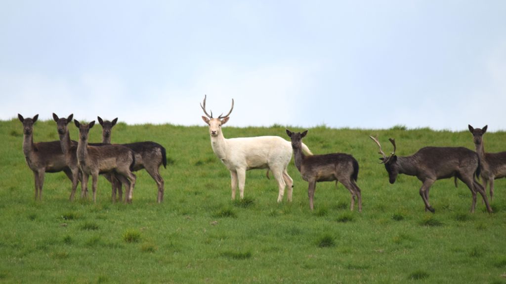large group or bevy of deer one albino stag
