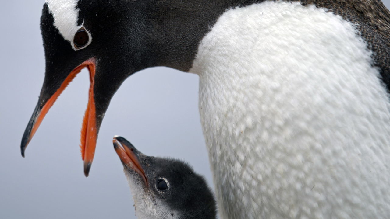 Photos: 10 adorable penguin pics in honor of World Penguin Day