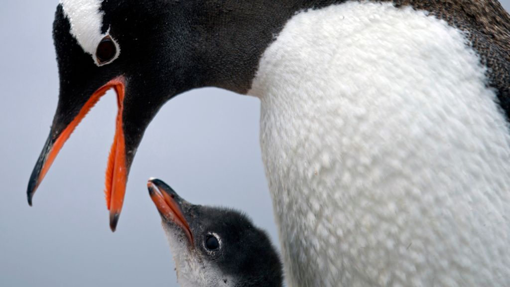 Photos: 10 adorable penguin pics in honor of World Penguin Day