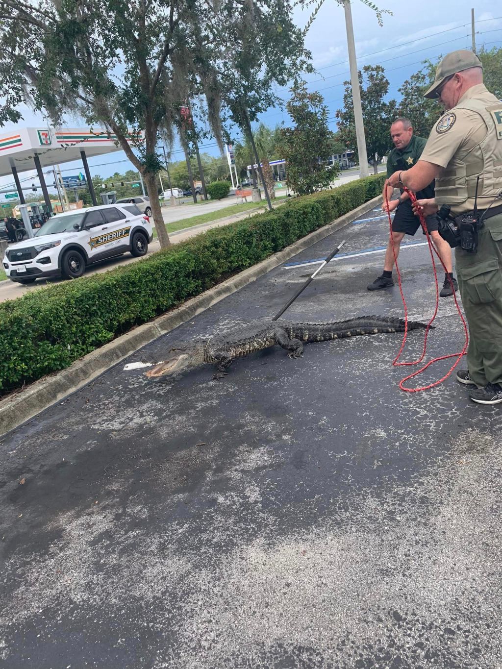 Deputies wrangle alligator ‘loitering’ at Florida Wendy’s